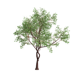 3d illustration of Corymbia calophylla tree isolated on transparent background