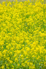 一面に咲いた菜の花 鳥取県 青島