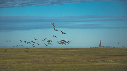 A flock of wild geese flying over the northern summer tundra against the blue sky.