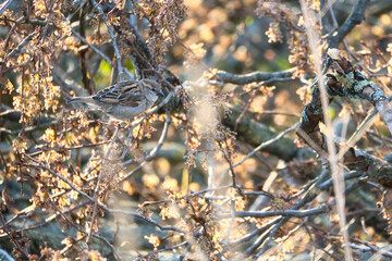 Sparrow sitting on a branch in the shelter of a shrub. Brown, black, white wild bird