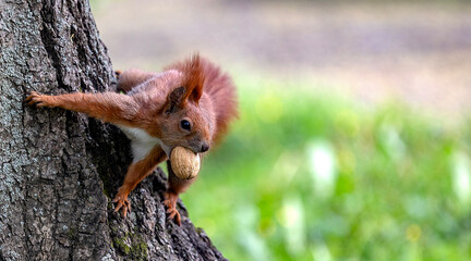 Squirrel with nut in the spring background