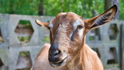 Portrait of a goat. Funny animal photo. Farm animal on the farm. Animal photo