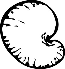Hand drawn vector line illustration of a cashew in a shell.