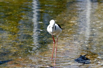 oiseau