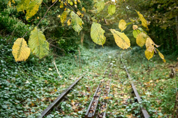 Prestongrange Museum. A serene wooden train track surrounded by colorful foliage and a blurred dream-like atmosphere. Emphasizes the beauty of a single yellow leaf.