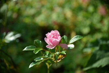 Die Sanftheit der Rose
