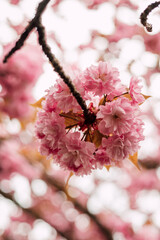 Pink luxurious cherry blossoms. Spring cherry blossoms in the garden.