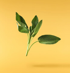 Beautiful fresh green Sage or Salvia leaf falling in the air isolated on yellow backgound