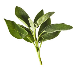 Beautiful fresh green Sage or Salvia leaf falling in the air isolated on white backgound