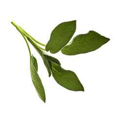 Obraz premium Beautiful fresh green Sage or Salvia leaf falling in the air isolated on white backgound