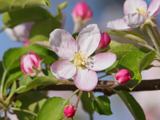 Apple tree blossom in spring, pink flowers
