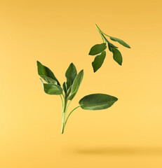 Fototapeta na wymiar Beautiful fresh green Sage or Salvia leaf falling in the air isolated on yellow backgound