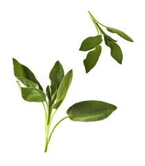 Beautiful fresh green Sage or Salvia leaf falling in the air isolated on white backgound