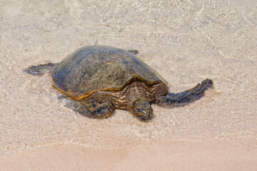 Close-up photo of a Green sea turtle (Chelonia mydas) walking out of the ocean to the sandy shore in Ho'okipa Beach Park on the island od Maui, Hawaii, USA