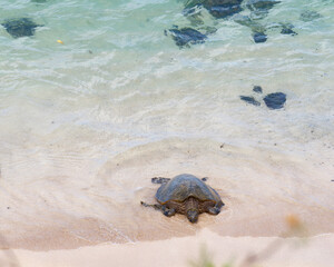 Green sea turtle (Chelonia mydas) walking out of the ocean to the sandy shore in Ho'okipa Beach...