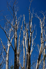Dried trees in front of the blue sky. Pine and maple trees drying out due to disease or lack of...
