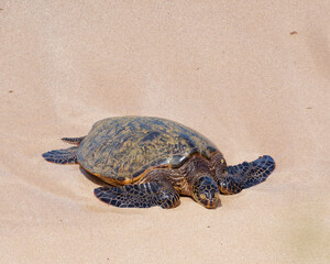 Close-up photo of a Green sea turtle (Chelonia mydas) walking on the sandy shore in Ho'okipa Beach Park on the island od Maui, Hawaii, USA
