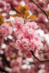 Pink luxurious cherry blossoms. Spring cherry blossoms in the garden.