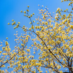 春風の吹く日