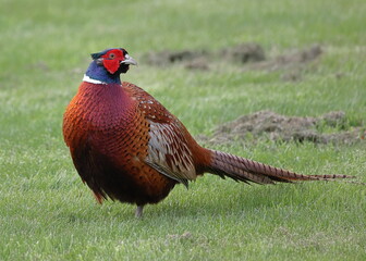 Pheasant (Phasianus colchicus).  A close up image of an adult male pheasant in Northern England.