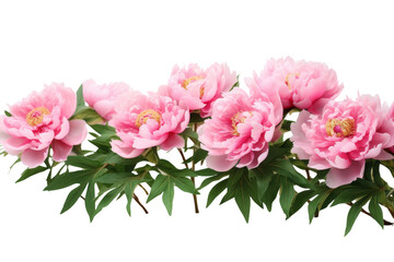 Glowing Blossoms: A Radiant Group of Pink Flowers With Lush Green Leaves. On White or PNG Transparent Background.