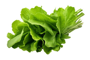 Verdant Crispness: A Lush Array of Lettuce on a Pure White Canvas. On White or PNG Transparent Background.