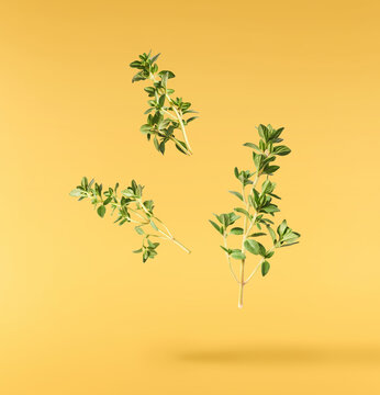 Fresh green thyme herb falling in the air isolates on yellow background
