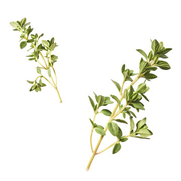 Fresh green thyme herb falling in the air isolates on white background