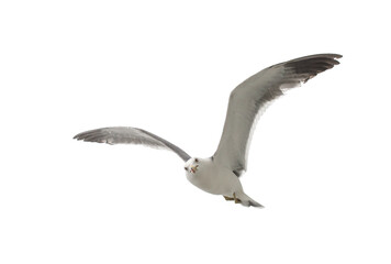 Flying seagull in the sky. Isolated on white.
