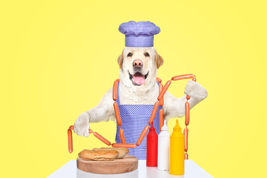 Funny Labrador in a chef's costume is about to cook hot dogs
