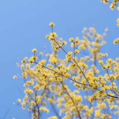 春風の吹く日