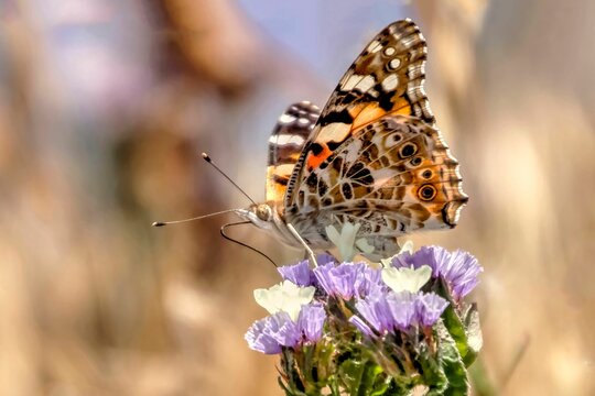 Macro shot of painted lady butterfly sitting on purple limonium flower on blurry background