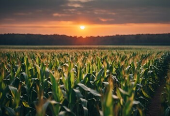 AI illustration of a sunrise over a corn field with crops in the foreground - obrazy, fototapety, plakaty