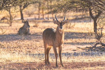 Male defassa waterbuck (kobus ellipsiprymnus defassa), masai mara national reserve, kenya, east africa, africa