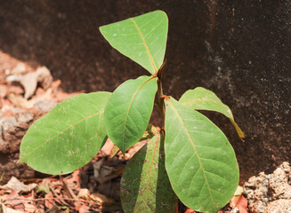 Closeup of the leaves of an almond tree plant
