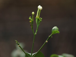 Selective focus of white jasmines flower bud