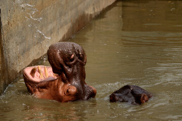 Hippopotamus with a open mouth in the water
