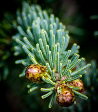 Vertical close-up of a Rough-fruited fir (Abies lasiocarpa) leaves in a park