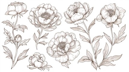 A collection of high-end peony blooms and emblem, fashionable plant features, hand-drawn foliage and blossoms, sophisticated natural elements for wedding 