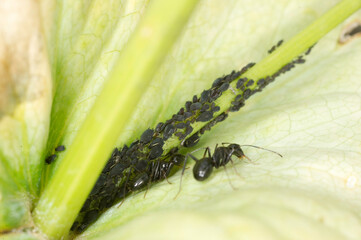 Ant and aphids, (Aphididae).On a leaf, Sardinia, Italy.