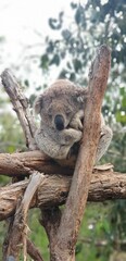 Vertical closeup shot of a baby koala sleeping on a tree branch with green leaves in the background