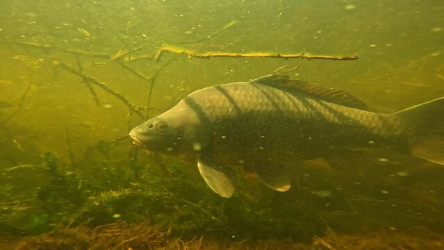 A common carp comes face-to-camera, detail on its mouth, then allows filming on its left side. 