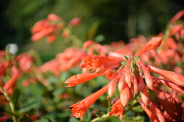 Zart orange-rote Röhrenblüten