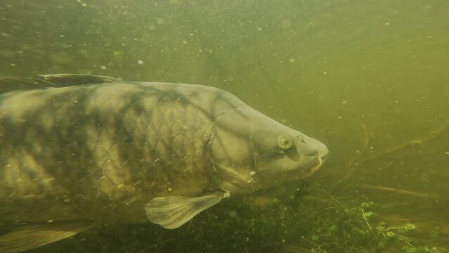  Extreme close-up of a common carp. Detail on its eyes, mouth, and barbels. Check my gallery for similar footage..