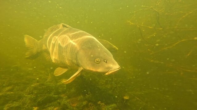 A common carp comes to inspect the camera and turns in front of it. Check my gallery for similar footage.