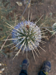 A beautiful real and natural Indian Globe Thistle flawar, Indian globe thistle (Echinops echinatus), The great Atlas crossing in Morocco, 18 days of walking. Close-up of a very thorny Echinops
