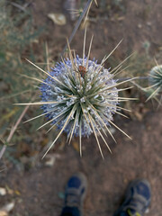 A beautiful real and natural Indian Globe Thistle flawar, Indian globe thistle (Echinops echinatus), The great Atlas crossing in Morocco, 18 days of walking. Close-up of a very thorny Echinops