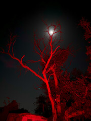 Beautiful full moon behind the tree in the night in a village at jodhpur rajasthan india.
Tiny...