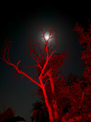 Beautiful full moon behind the tree in the night in a village at jodhpur rajasthan india.
Tiny...