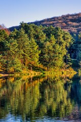 Vertical landscape of a beautiful forest at the shore of a lake that reflects the trees